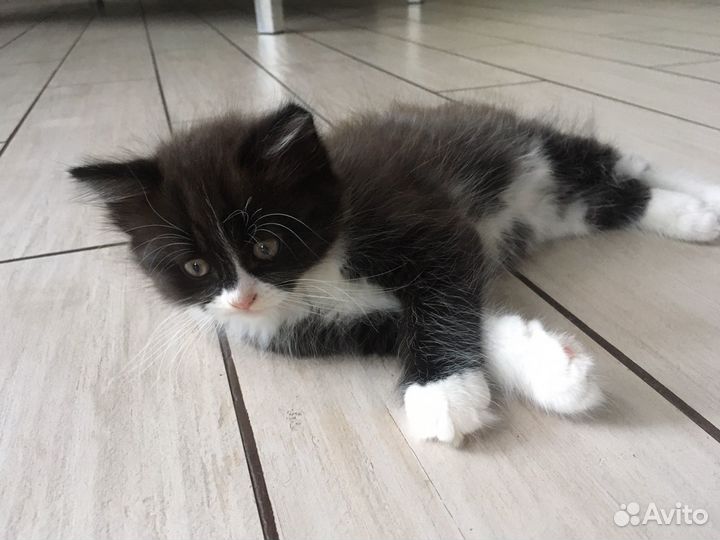 Кошки в добрые руки