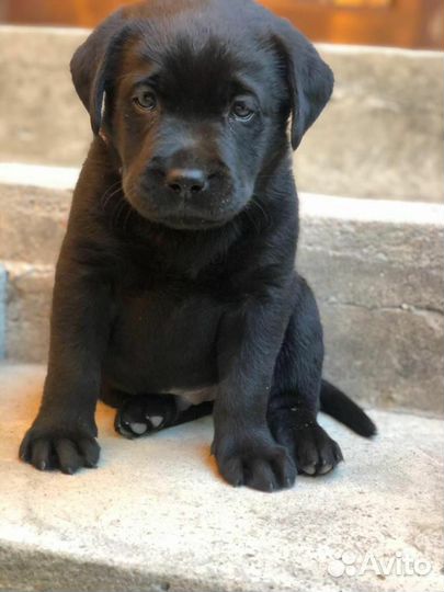 Щенки лабрадора