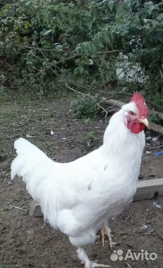 Белые Петухи