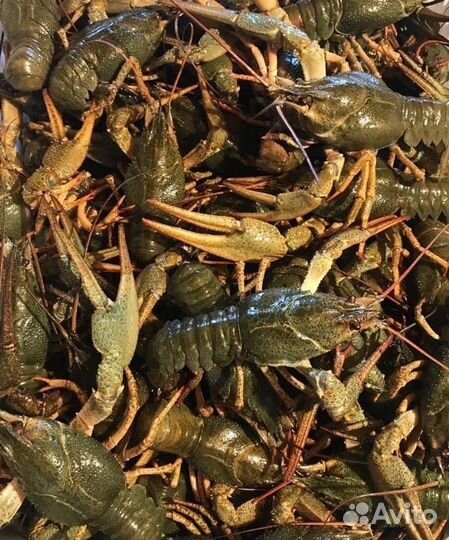 Живые раки с доставкой