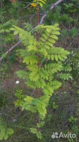 Саженцы рябины, берёз, сирени, черноплодной рябины