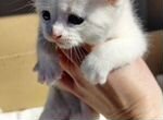 Белый котенок 1,5 месяца в добрые руки