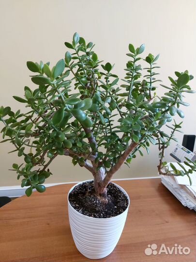 Денежное дерево или Толстянка