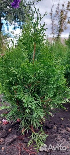 Туи пирамидальные