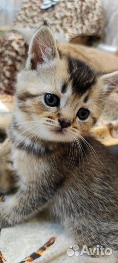 Шотландские чëрно золотые тикированные котята