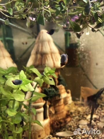 Улитки покемон