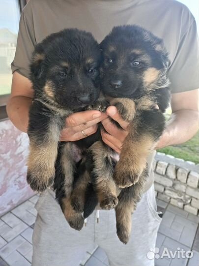 Немецкая овчарка