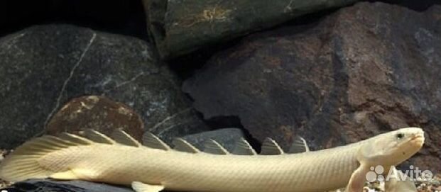 Полиптерус 5-6см