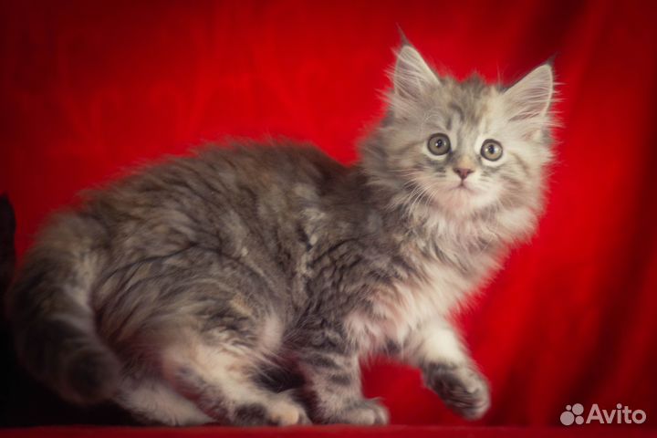 Мейн-кун девочка