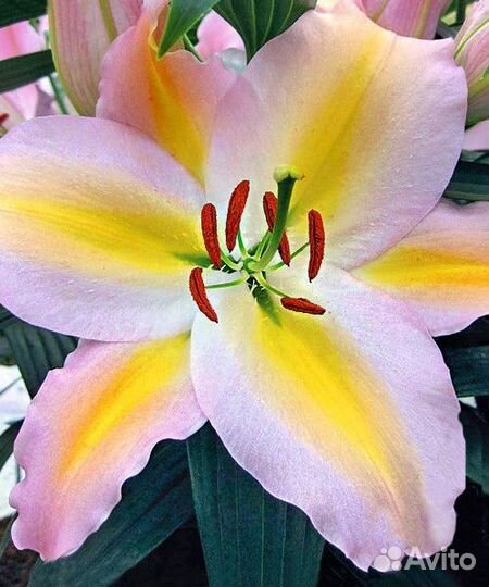 Лилия Hocus pocus