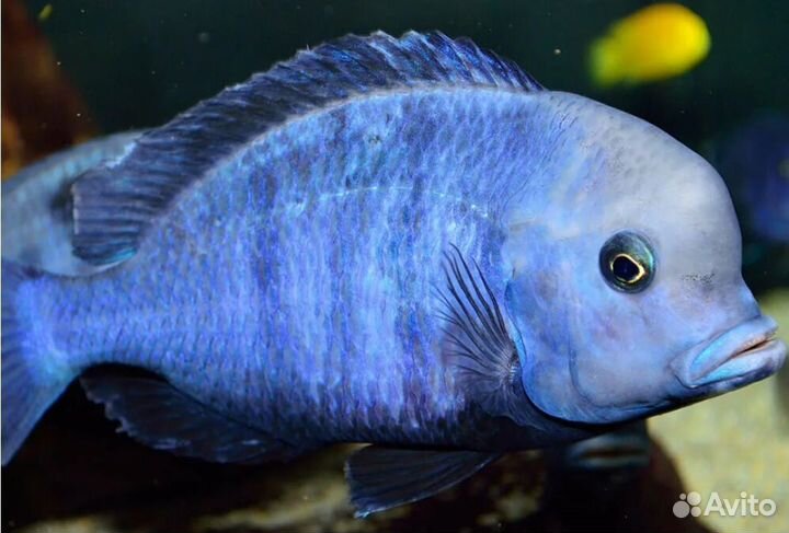 Корм для цихлид