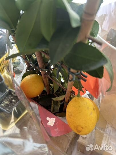 Лимон плодоносящий