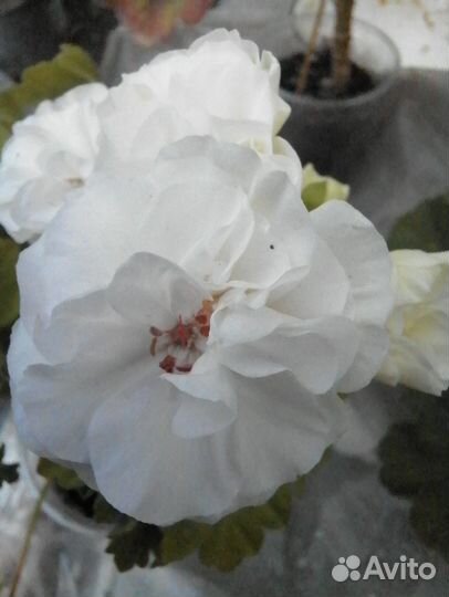 Пеларгонии сортовые