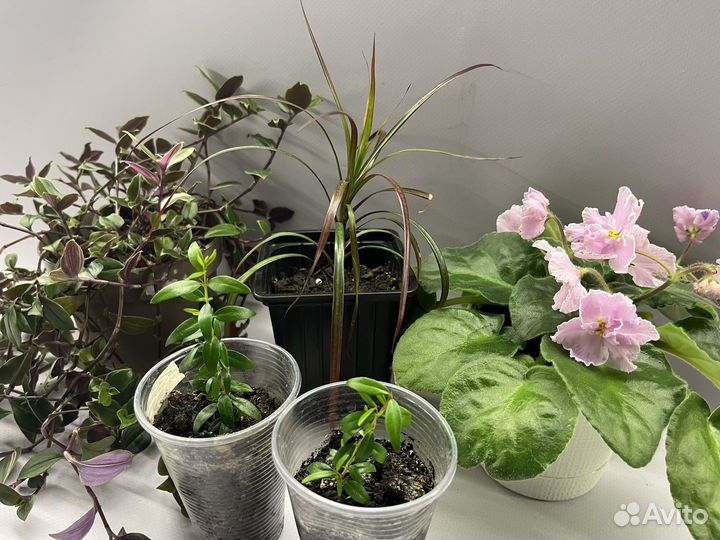 Традесканция драцена мирт фиалка