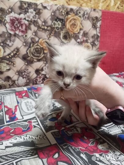 Отдам котят в добрые руки 2 мальчика и 2 девочки