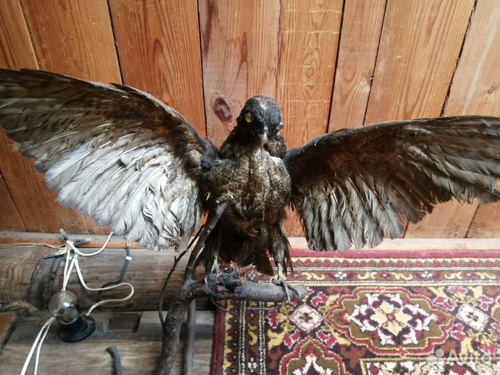 Чучело ястреба