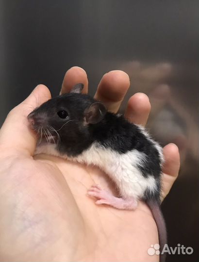 Крысята разных окрасов от Rat Tail