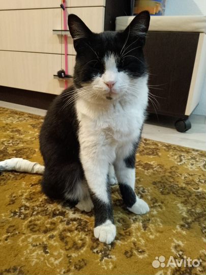 Котик в добрые руки