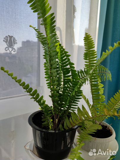 Папоротник комнатный