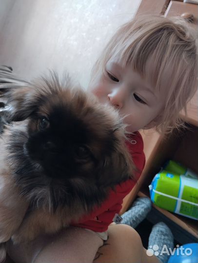 Вязка пекинес