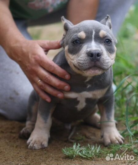 Щенки американского булли