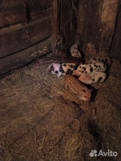 Вьетнамские поросята