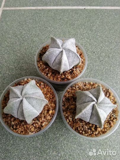 Астрофитумы разные, сеянцы