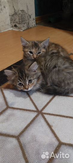 Кошка в дар бесплатно