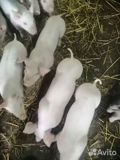 Продаются поросята