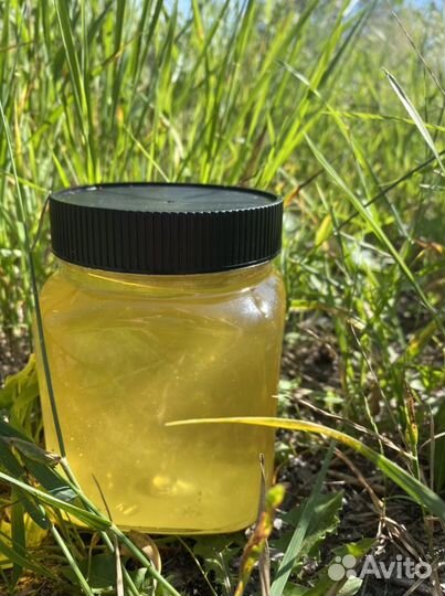 Мед донниковый