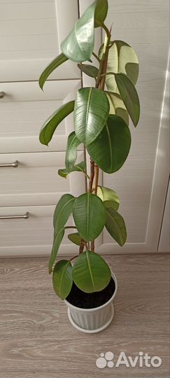 Фикус каучуковый Робуста 90см