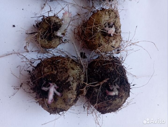 Глоксиния клубни