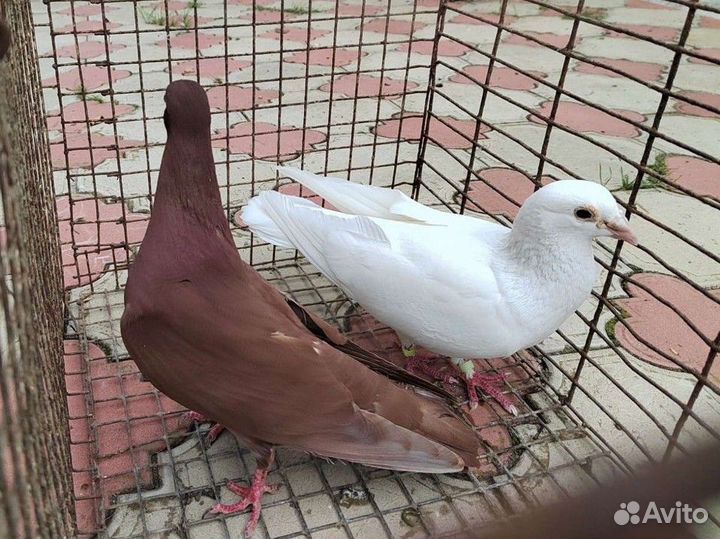 Голуби почтовые