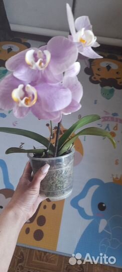 Орхидея