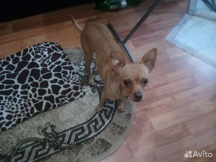 Вязка,тойтерьер,лео