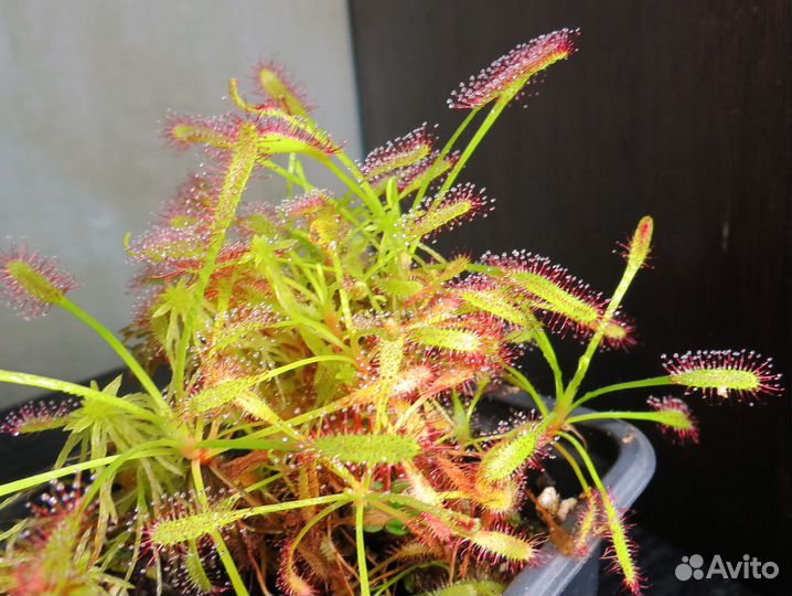 Хищное растение Росянка