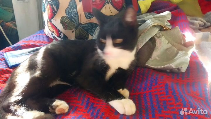 Кошка в дар