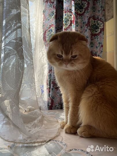 Кот на вязку