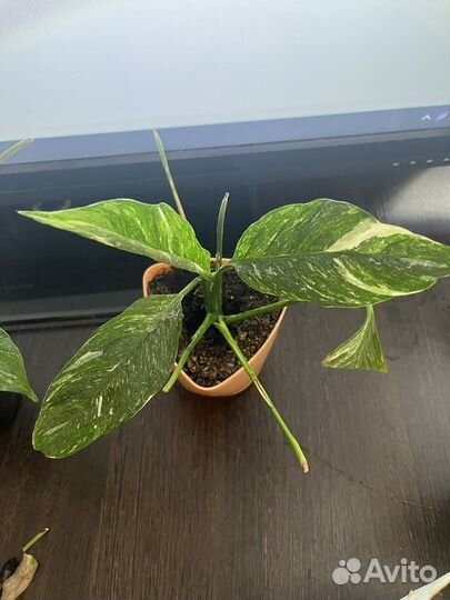 Спатифиллум домино вариегатный