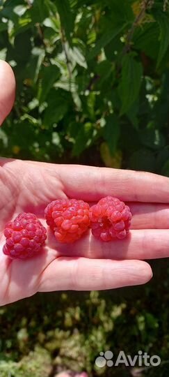 Саженцы малины и ежевики