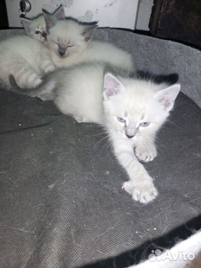 Шотландские котята