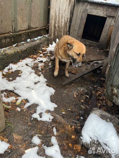 Собака в добрые руки