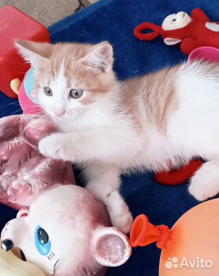 Котенок рыжий
