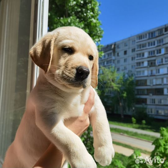 Щенки лабрадора палевые