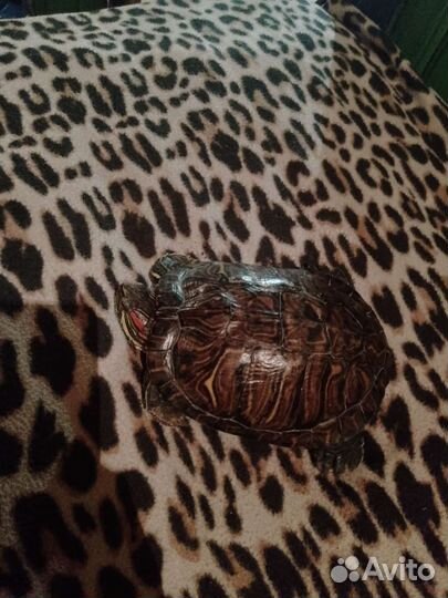 Красноухая черепаха большая