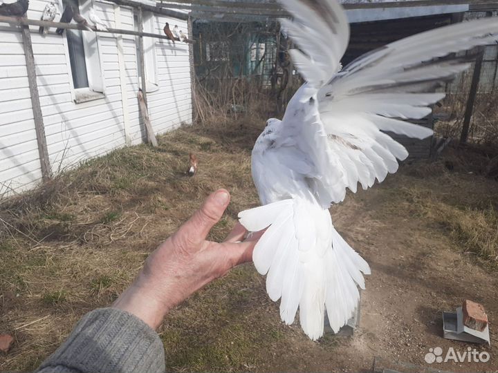 Николаевские декоративные голуби