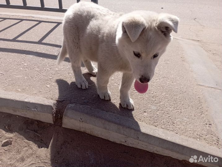Щенок крупной породы