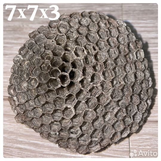 Осиное гнездо