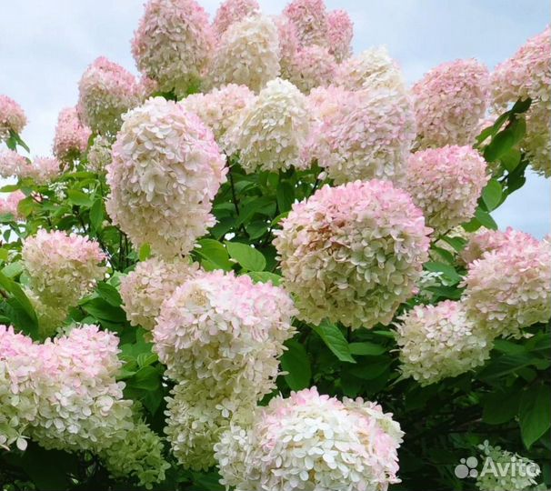 Гортензия метельчатая