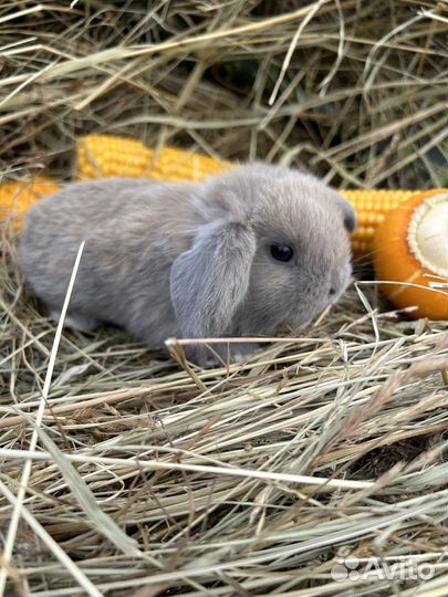 Мини карликовые декоративные кролики